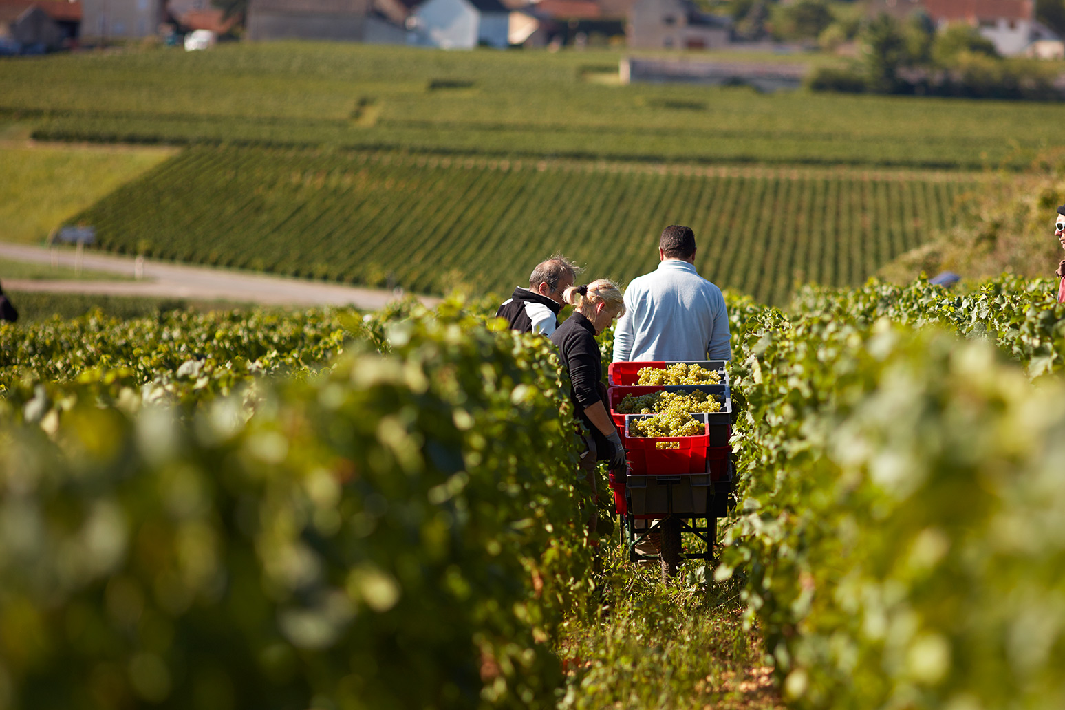 Domaine-Jacques-Prieur-Harvests